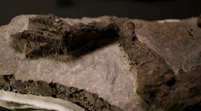 “Τρελή” ανακάλυψη: Βρέθηκε απολίθωμα δεινοσαύρου που σκοτώθηκε την ημέρα εξαφάνισης του είδους από αστεροειδή