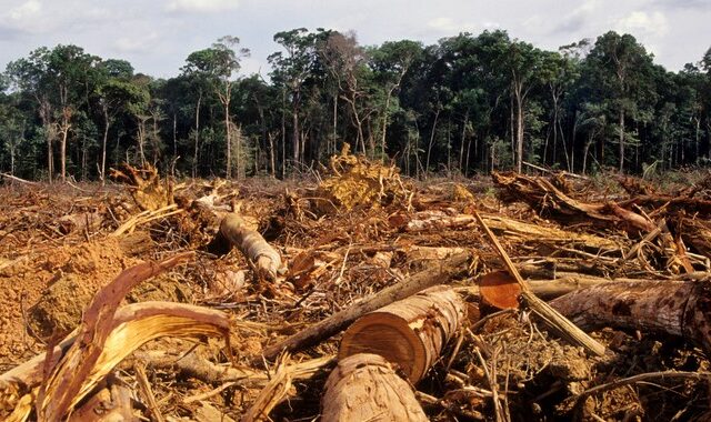 Αμαζόνιος: Τι συμβαίνει με την αποψίλωση στο βραζιλιάνικο τμήμα του