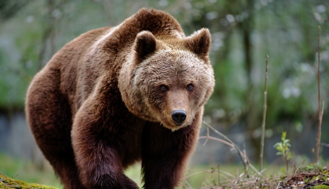 Κτηνωδία στη Φλώρινα: Πυροβόλησαν και σκότωσαν τρεις αρκούδες – Η μία θήλαζε τα μωρά της