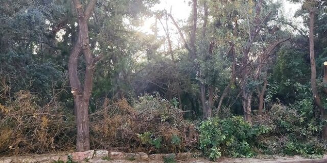 Ακαδημία Πλάτωνος: Καταγγελία κατοίκων για  κλάδεμα-καταστροφή για δέντρα και πουλιά