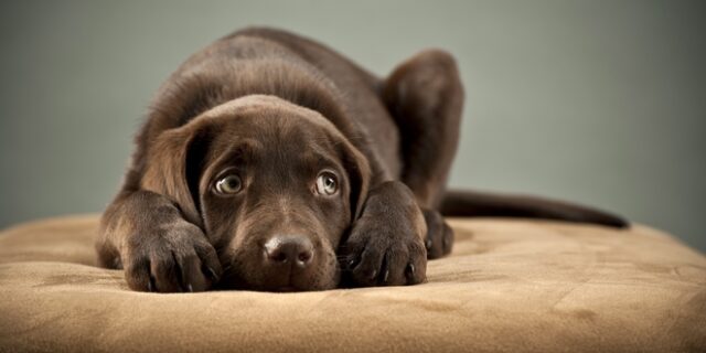 Πώς θα προστατέψτε τα σκυλιά από τα βεγγαλικά της Ανάστασης