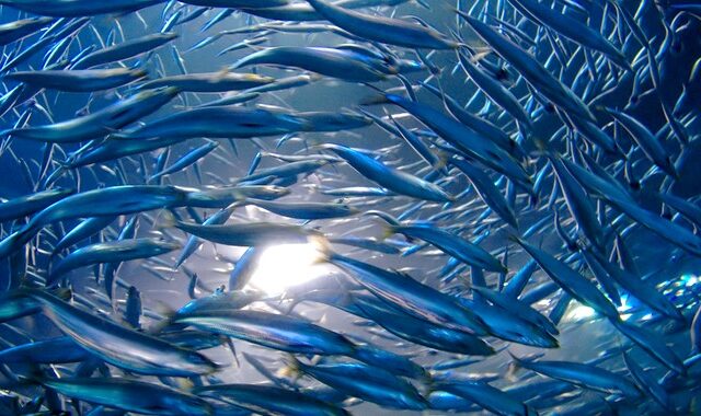 Έρευνα: Ποιο ψάρι μπορεί να κάνει τους ωκεανούς να κινούνται όσο μια μεγάλη καταιγίδα