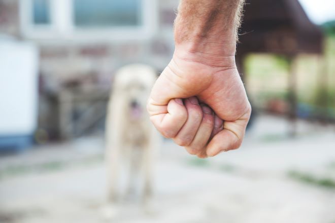 Θεσσαλονίκη: Διαρρήκτης κακοποίησε σκύλο