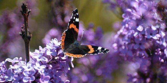 Καιρός: Αίθριος το Σάββατο με αραιές νεφώσεις