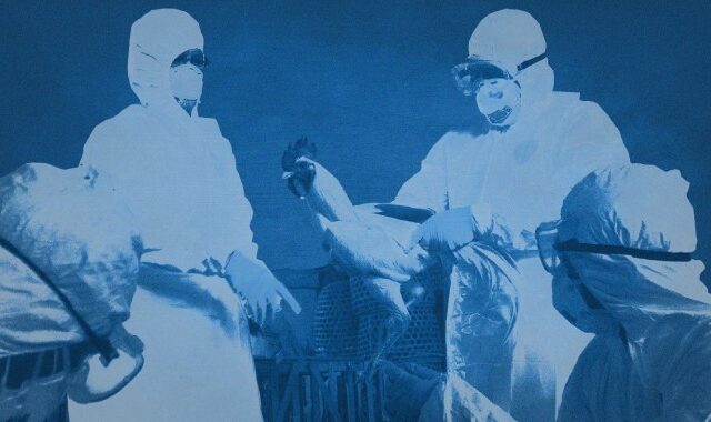H3N8: 5 πράγματα που γνωρίζουμε για την “γρίπη των πτηνών”