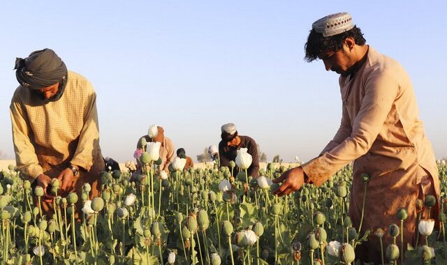 Αφγανιστάν: Οι Ταλιμπάν απαγορεύουν την καλλιέργεια οπίου