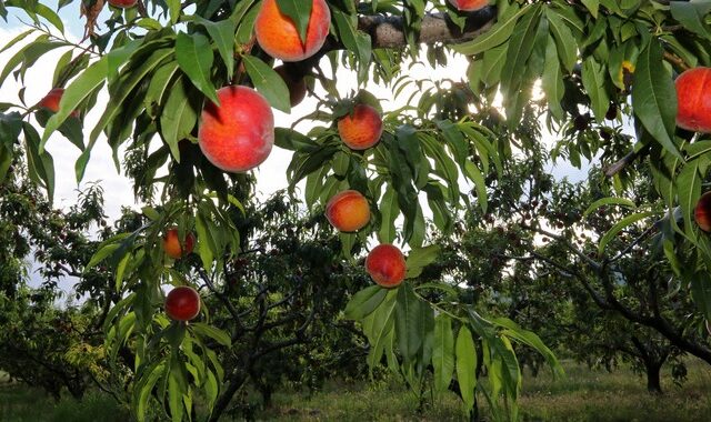 ΥΠΑΑΤ: Καταβάλλονται άμεσες ενισχύσεις ύψους 104,39 εκατ. ευρώ