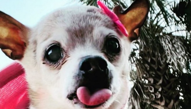 Η 22χρονη Pebbles είναι ο γηραιότερος εν ζωή σκύλος