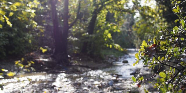 Μέσα στον “κρυφό” Αμαζόνιο της Αθήνας