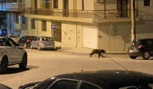 Φλώρινα: Αρκούδα έκανε βόλτες στο κέντρο της πόλης