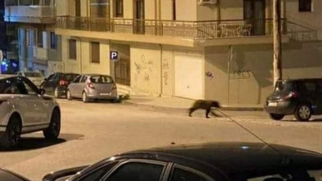 Φλώρινα: Αρκούδα έκανε βόλτες στο κέντρο της πόλης