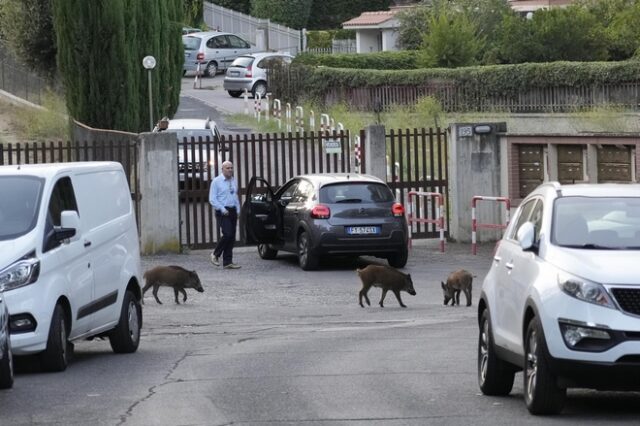 Iταλία: Νέα μέτρα για την αντιμετώπιση της πανώλης των χοίρων
