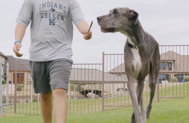 Δίας: Αυτό είναι το ψηλότερο σκυλί στον κόσμο – Έχει το μέγεθος ανθρώπου