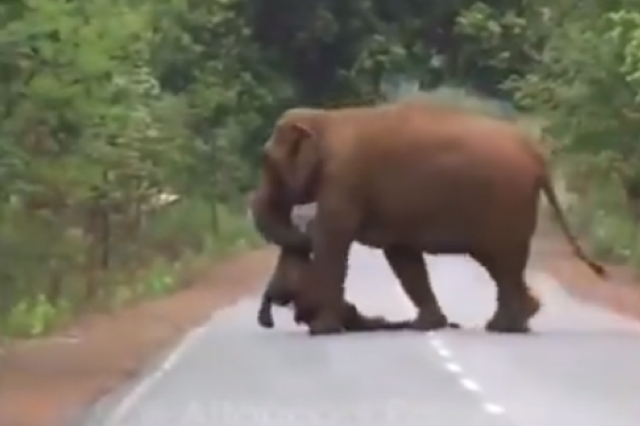 Και οι ελέφαντες θρηνούν τους νεκρούς τους – Συγκινούν τα βίντεο από την Ασία