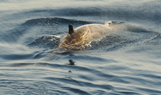 Νεκρή φάλαινα στη Ρόδο – Είχε καταπιεί πάνω από 15 κιλά πλαστικών