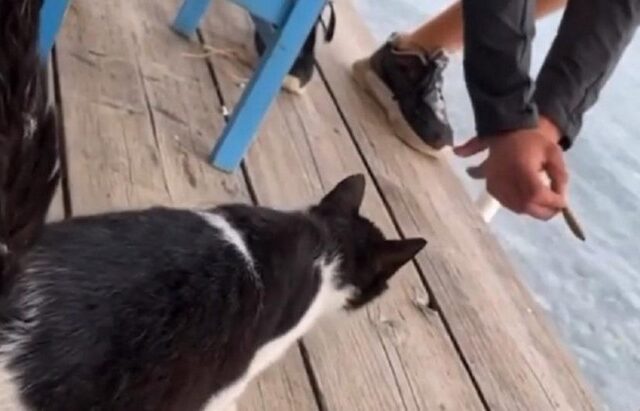 Αιδηψός: Ελεύθερος ο 30χρονος που κλώτσησε τη γάτα – Την Παρασκευή η απολογία του