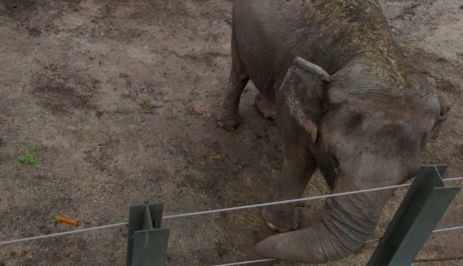 Εν αναμονή ιστορικής απόφασης στις ΗΠΑ: Μπορεί ένας ελέφαντας να έχει ανθρώπινα δικαιώματα;