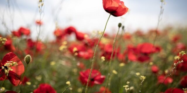 Καιρός: Άνοδος της θερμοκρασίας το Σαββατοκύριακο