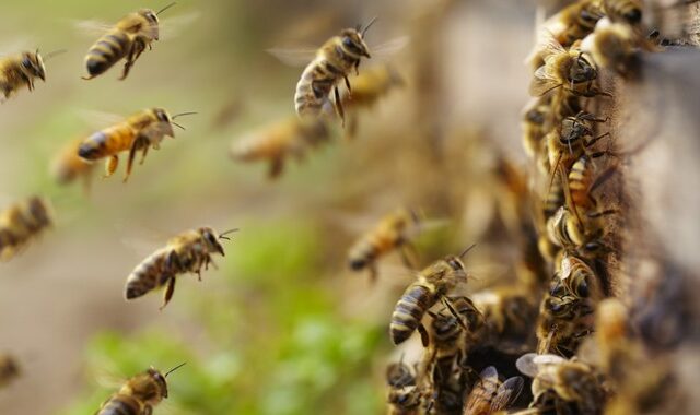 Oι μέλισσες δεν πεθαίνουν αφότου μας τσιμπήσουν