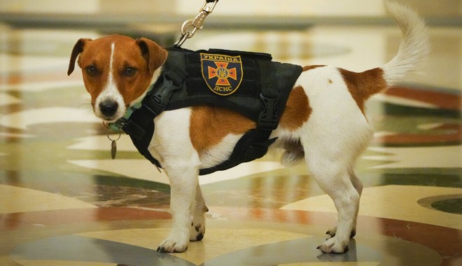 Ουκρανία: Μετάλλιο τιμής σε σκύλο που “μυρίζει” ναρκοπέδια – Εντόπισε πάνω από 200 εκρηκτικά
