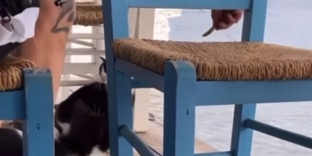 Κακοποίηση γάτας στην Αιδηψό: Αλβανός ο δράστης για πολλά ελληνικά ΜΜΕ, τι πιο σύνηθες