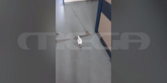 Ρόδος: “Περιστερώνας” το νοσοκομείο – Επιστρατεύονται σεκιούριτι για να απομακρύνουν τα πουλιά