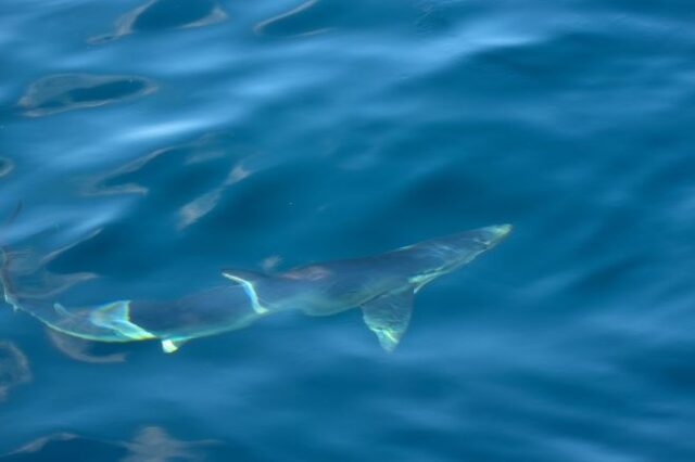 Αιτωλοακαρνανία: Γαλάζιος καρχαρίας εμφανίστηκε στον Μύτικα