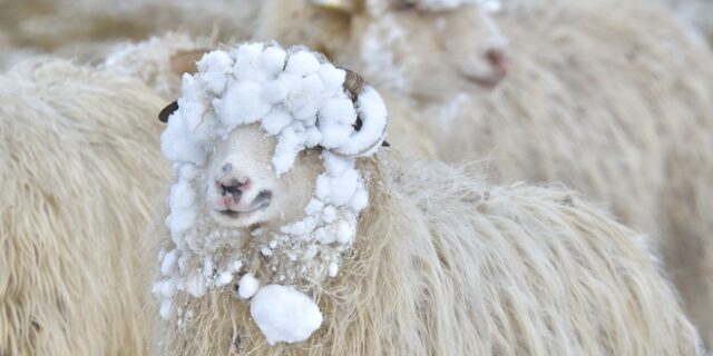 Schaapscheerderkou: Ο παγετός των προβάτων και οι παγεροί Άγιοι