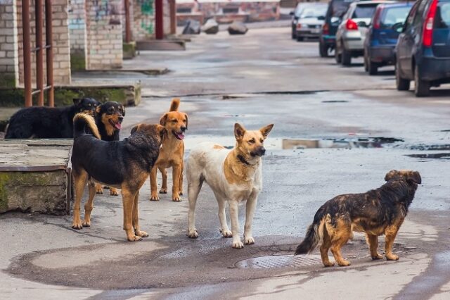 Κτηνωδία στο Βόλο: Νεκρά από φόλα πέντε σκυλάκια