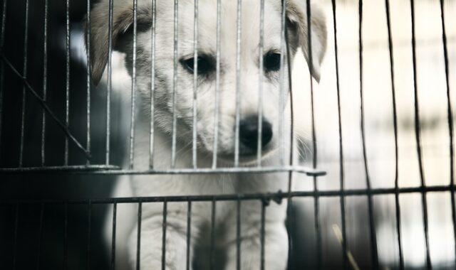 Κρήτη: Πρόστιμο 66 χιλιάδες ευρώ για ιδιοκτήτη 35 σκυλιών – Ζούσαν σε άθλιες συνθήκες