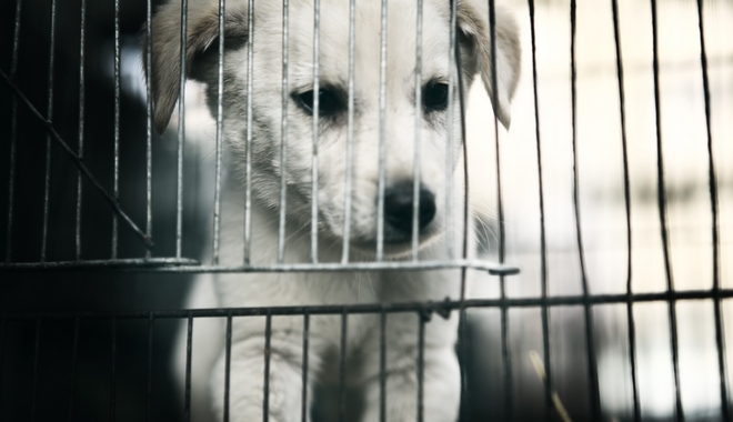 Κρήτη: Πρόστιμο 66 χιλιάδες ευρώ για ιδιοκτήτη 35 σκυλιών – Ζούσαν σε άθλιες συνθήκες