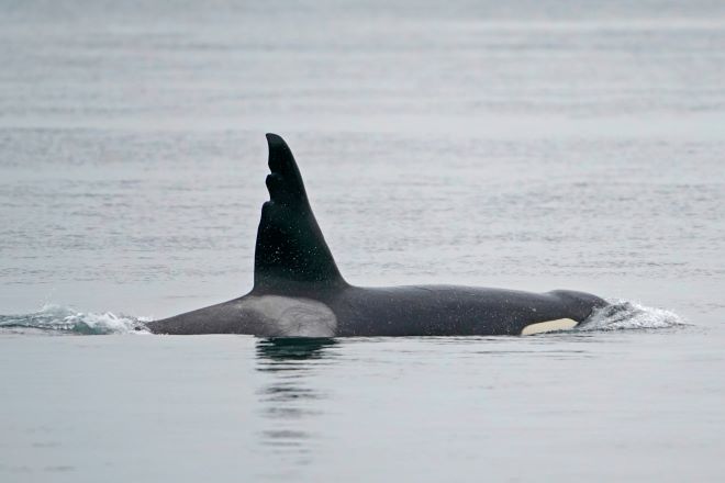 Γαλλία: Φάλαινα όρκα βρέθηκε στον Σηκουάνα – Η επιχείρηση για τη διάσωσή της