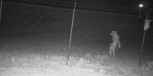 Περίεργο πλάσμα “πιάστηκε” από κάμερα σε πόλη του Τέξας – Βοήθεια ζητούν οι αρχές