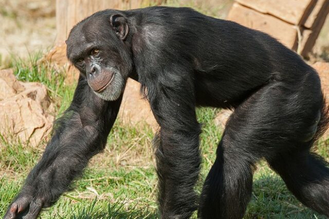 Αττικό Ζωολογικό Πάρκο: Θανατώθηκε χιμπατζής που διέφυγε από τον χώρο του