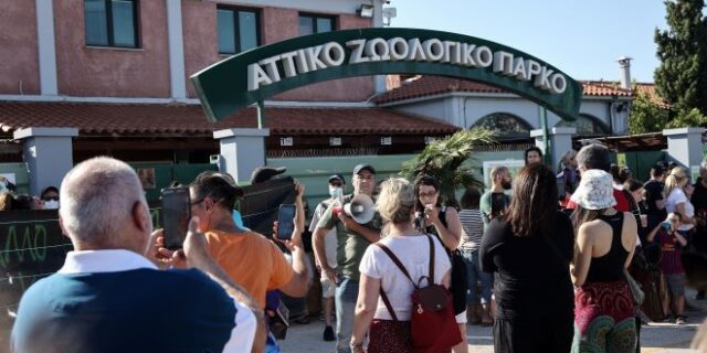 Αττικό Ζωολογικό Πάρκο: Συγκέντρωση διαμαρτυρίας για τη θανάτωση του χιμπατζή – “Ήταν αδύνατο να γίνει νάρκωση”