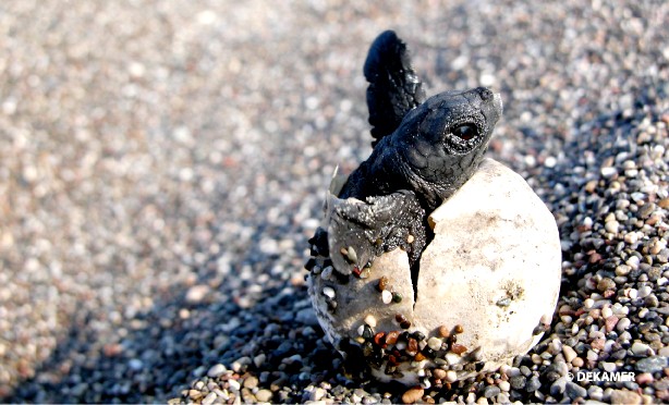 Ταξίδι στον κόσμο της Θαλάσσιας Χελώνας – Έκθεση φωτογραφίας και προβολές στην Τεχνόπολη