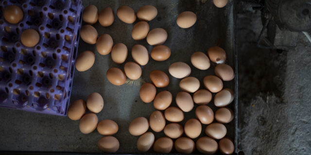 Πόσα γνωρίζεις για τα αυγά που τρως;