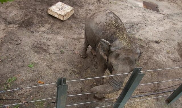 ΗΠΑ: Δικαστήριο αποφάσισε πως ο ελέφαντας Happy δεν είναι τελικά άνθρωπος
