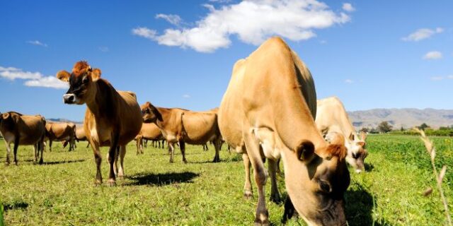 Φόρο στο ρέψιμο των αγελάδων σχεδιάζει η Νέα Ζηλανδία – Πώς σχετίζεται με το φαινόμενο του θερμοκηπίου