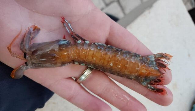 Σπάνιο είδος θαλάσσιας κατσαρίδας εντοπίστηκε στη Ρόδο