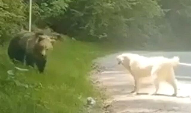 Ατρόμητος σκύλος τα βάζει με αρκούδα και βγαίνει νικητής