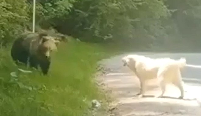 Ατρόμητος σκύλος τα βάζει με αρκούδα και βγαίνει νικητής