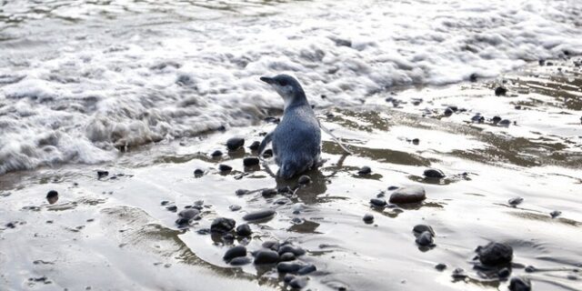 Νέα Ζηλανδία: Μυστήριο με εκατοντάδες θανάτους μικρών μπλε πιγκουίνων
