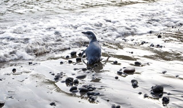 Νέα Ζηλανδία: Μυστήριο με εκατοντάδες θανάτους μικρών μπλε πιγκουίνων