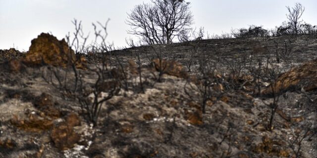 Ισπανία: Μαίνονται οι φωτιές – Στάχτη σχεδόν 200.000 στρέμματα