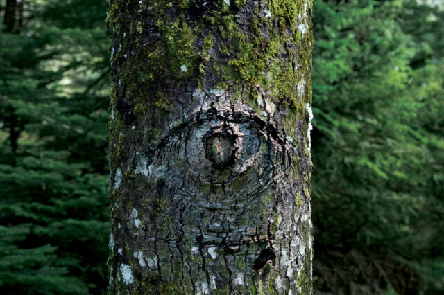 Vodafone Smart Forest