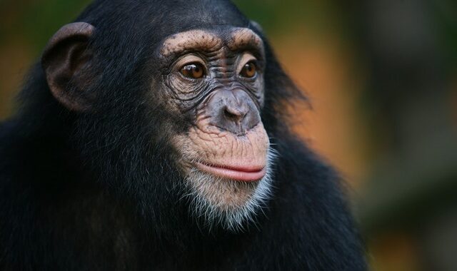 Αττικό Ζωολογικό Πάρκο: Οργή στο Twitter για την θανάτωση χιμπατζή