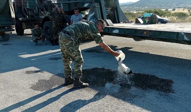 Φωτιά στη Λέσβο: Η στιγμή που στρατιωτικός δροσίζει πελαργό που είχε καεί από την πυρκαγιά