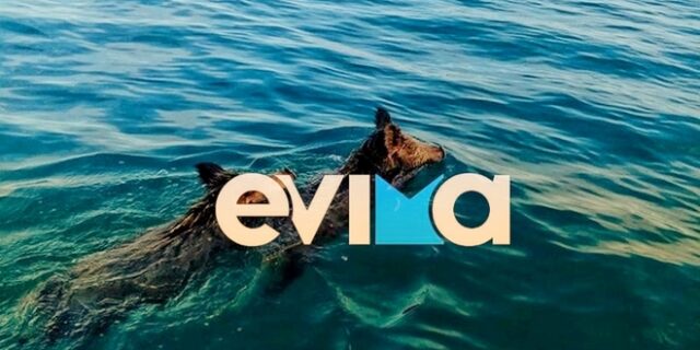 Αγριογούρουνα πήγαν για κολύμπι στην παραλία της Χαλκίδας