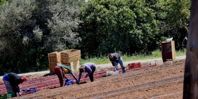 Η ακρίβεια ερημώνει την ύπαιθρο – Σε αδιέξοδο αγρότες και κτηνοτρόφοι